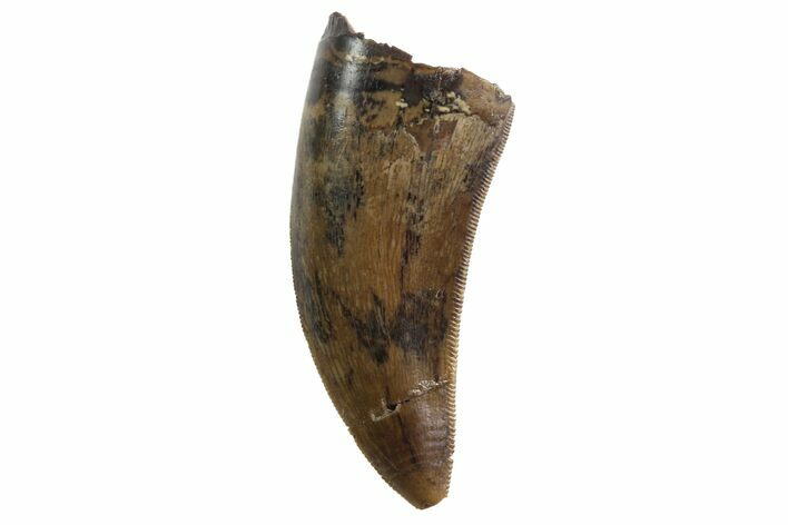 Serrated, Tyrannosaur Tooth - Judith River Formation, Montana #93731